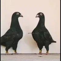 خفیف چهار و نیم