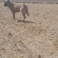 سگ ماده جهت فروش پدر ومادر افغان و سراب|سگ|اراک, |دیوار