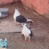 کبوتر|پرنده|یزد, |دیوار