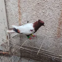 کفتر نر قلدر پرشی