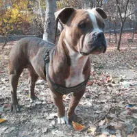 سگ پیت بول یک ساله سالم وسرحال * (فروش و معاوضه)|سگ|طرقبه, |دیوار