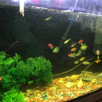 آکواریوم کامل با میز|ماهی|چهاردانگه (تهران), |دیوار