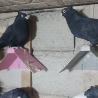 یک جفت نروماده زاغ چش نوک سفید|پرنده|پاپی, |دیوار