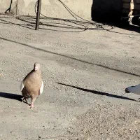 کبوتر سینه ای|پرنده|کرباسک, |دیوار