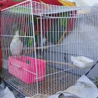 عروس هلندی و مرغ عشق