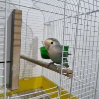 کوتوله|پرنده|قم, پردیسان|دیوار