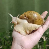 حلزون
