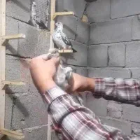 قیمت سه تومان بدون یک ریال تخفیف