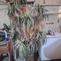 درختچه نخل ۲متری ۹ شاخه