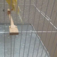 قناری کشیده بلند نروماده|پرنده|شاهینشهر, طالقانی|دیوار