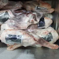 ران گوسفندی مغولی