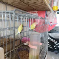 فروش یک جفت طوطی برزیلی صورت قرمز  با جوجه|پرنده|هندیجان, |دیوار