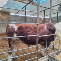 گوساله سیمینتال و گاو حذفی