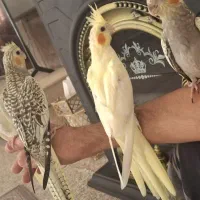 فروش جوجه عروس هلندی دستی|پرنده|لامرد, |دیوار