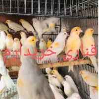 قناری ارزان قیمت عمده