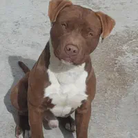 حیوان|سگ|اسلامآباد غرب, |دیوار