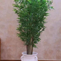 درختچه بامبو ارزان قیمت