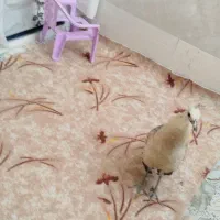 طاووس نژاد مصری|پرنده|کارون, |دیوار