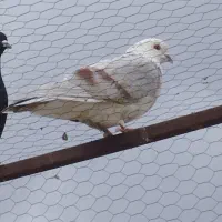 کبوتر.گرفتنی|پرنده|ارومیه, |دیوار