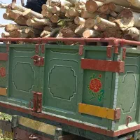 خرید نقدی چوب و درخت