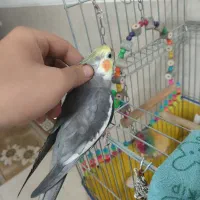 عروس هلندی نر دستی|پرنده|شیراز, شهرک والفجر|دیوار