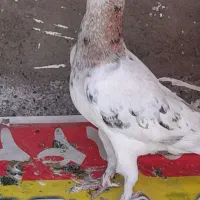 سرونج نر زرد ماده