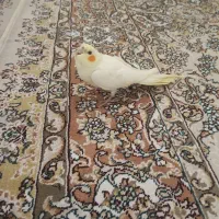 عروس هلندی|پرنده|قم, نیروگاه|دیوار