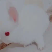 فاضل آباد گلستان 11 کوچه شهید فروغی