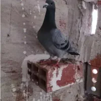 دوبر نر