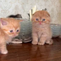 گربه اسکاتیش