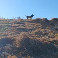 سگ سرابی|سگ|مهربان, |دیوار