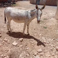 الاغ فروش|حیوانات مزرعه|لوداب, |دیوار