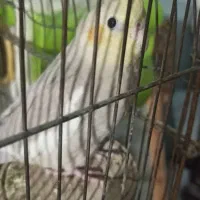 عروس هلندی سه ماهه زیبا