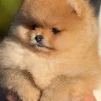 سگ پامر|سگ|تهران, سعادت‌آباد|دیوار