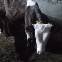 گوساله نر سمینتال