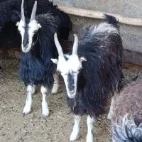 بز. بزغاله نربز
