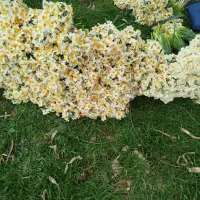 گل نرگس|گل و گیاه طبیعی|تهران, اکباتان|دیوار