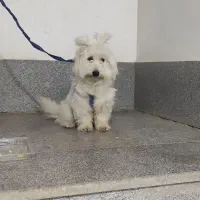 واگذاری شیتزو تریر