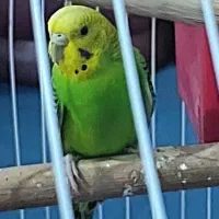 مرغ عشق ماده