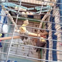 پرنده عروس هلندی|پرنده|فاضل آباد, |دیوار