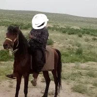 اسب