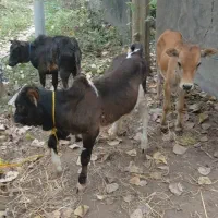 گاو ورزا کلچه کوله