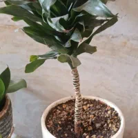 گل به همراه گلدانشان