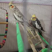 عروس هلندی