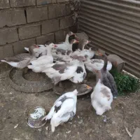 ۱۰عددغازبفروش میرسه