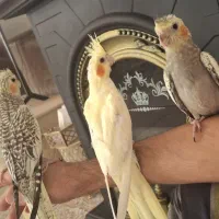 فروش جوجه عروس هلندی دستی|پرنده|لامرد, |دیوار