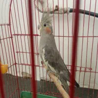 طوطی نر شنگول