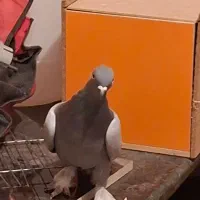 سبز هل پاپر درجه یک|پرنده|مرودشت, ابوذر جنوبی|دیوار