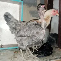 ۵عدد مرغ کردی اصل تخم گذار کرچ شو