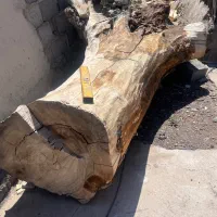 فروش چوب درخت گردو